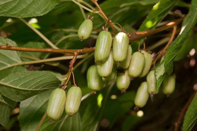Actinidia kolomikta (Zdroj: Shutterstock)