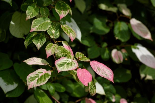 Actinidia kolomikta (Zdroj: Shutterstock)
