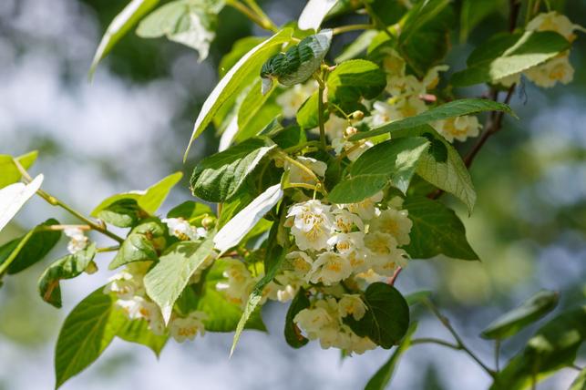 Actinidia kolomikta (Zdroj: Shutterstock)