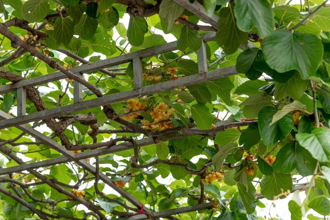 Actinidia kolomikta (Zdroj: Shutterstock)