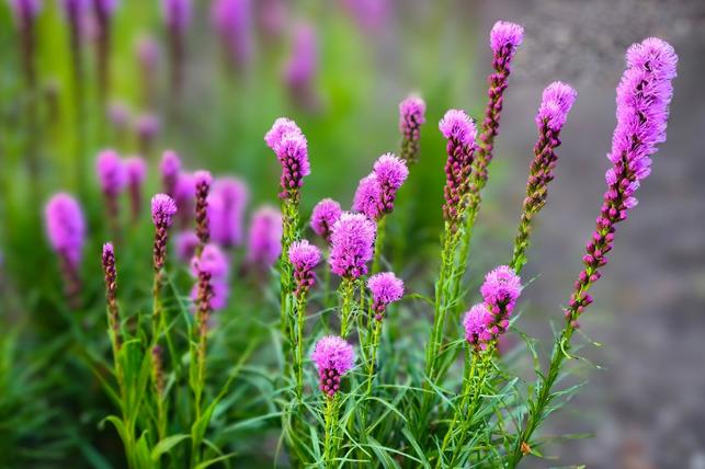 Šuškarda (Zdroj: Shutterstock)