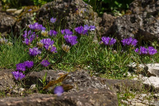 Edraianthus (Zdroj: Shutterstock)