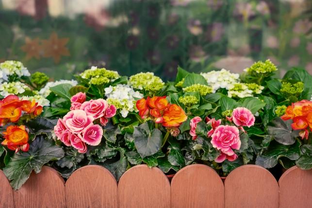 Hlíznaté begónie (Zdroj: Shutterstock)