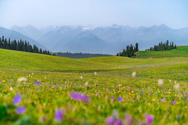 Louka (Zdroj: Shutterstock)