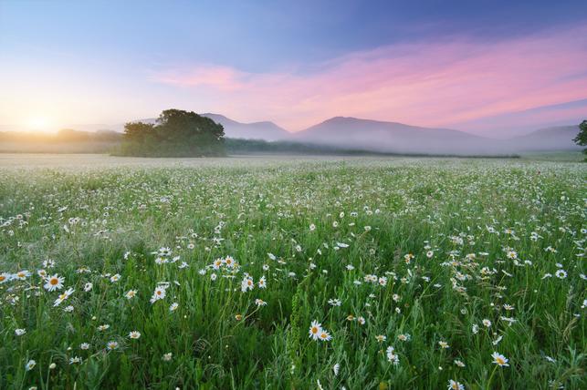 Louka (Zdroj: Shutterstock)