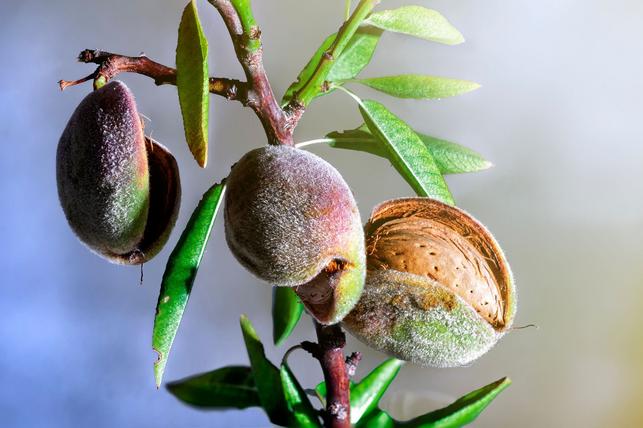 Nakonec dužnina vyschne a podélně pukne, čímž odhalí semeno (Zdroj: Shutterstock)