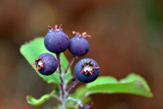 Také plody muchovníku připomínají vzhledem i chutí naše borůvky (Zdroj: Shutterstock)