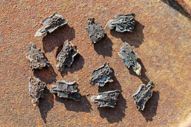 Semínka ačokči vypadají jako kousky velmi tvrdé kůry (Zdroj: Shutterstock)