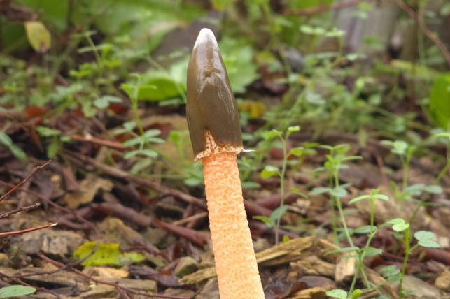 Psivka Ravenelova (Zdroj: Shutterstock)