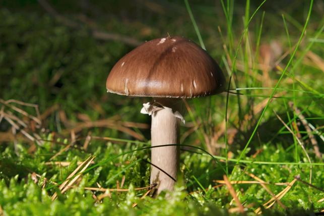 Límcovka vrásčitoprstenná (Zdroj: Shutterstock)