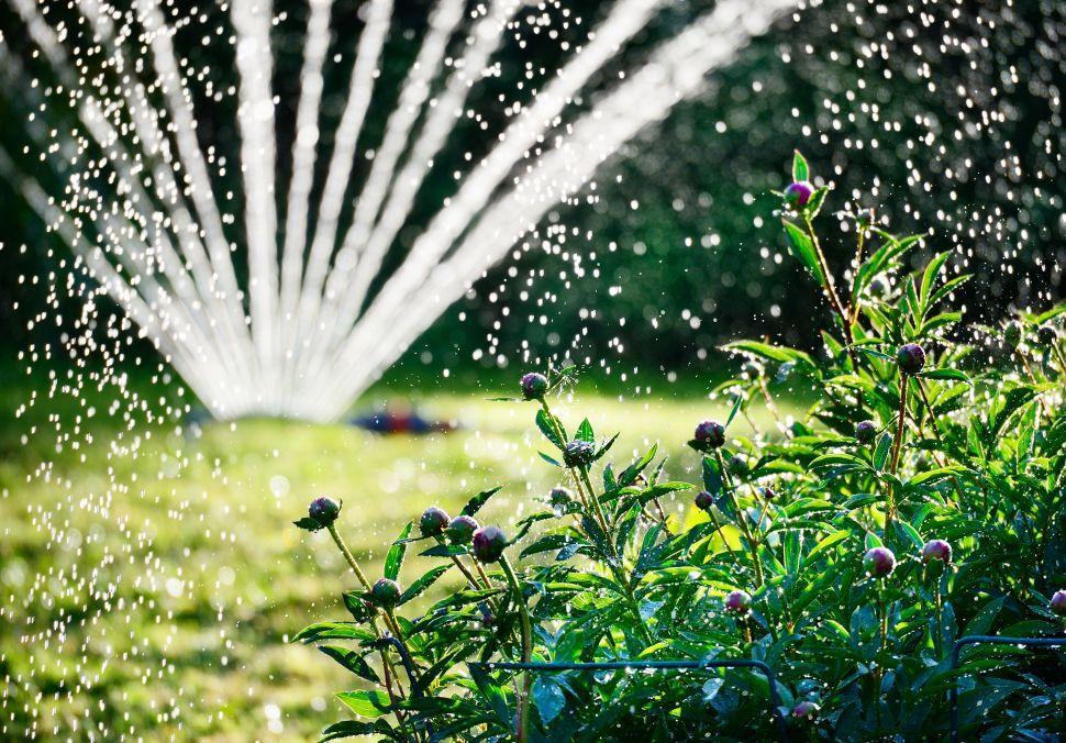 Zálivka je důležitá po větší část roku, tedy hlavně od jara do podzimu (Zdroj: Shutterstock)