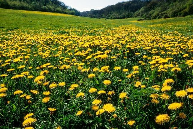 Smetánka lékařská (Zdroj: Shutterstock)