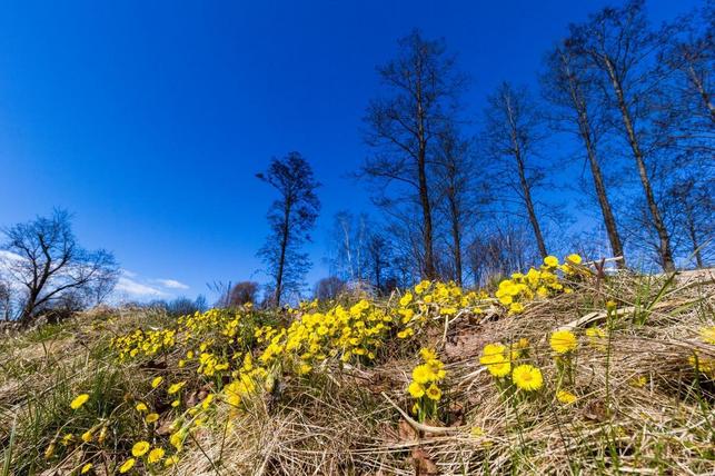 Podběl lékařský (Zdroj: Shutterstock)