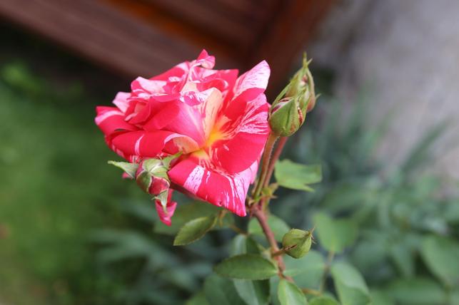 Kvetoucí růže (Foto: Petr Pojar)