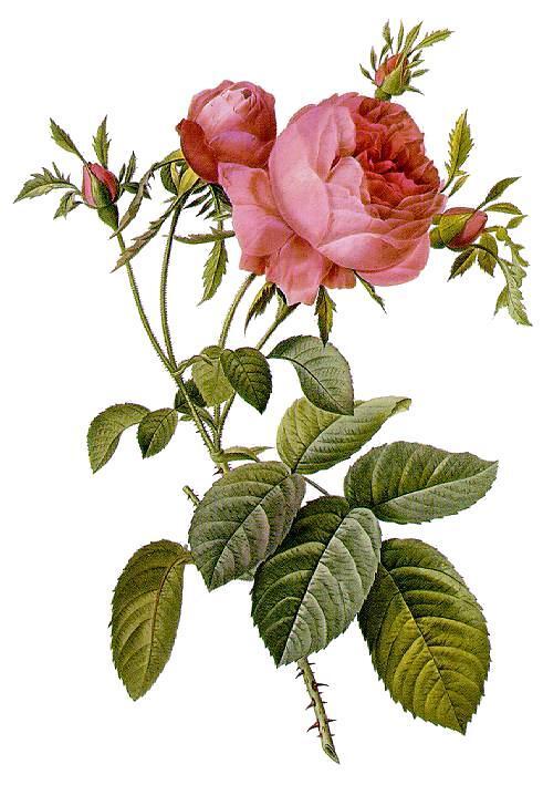 Růže - Pierre-Joseph Redouté (Zdroj: Wikipedie)