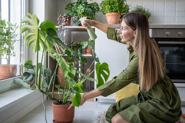 Monstera - tropické rostliny zdobné listem milují rosení (Zdroj: Shutterstock)
