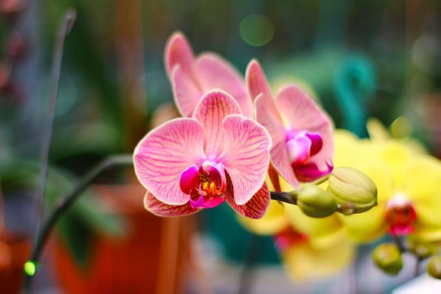 Kvetoucí orchideje (Zdroj: Shutterstock)