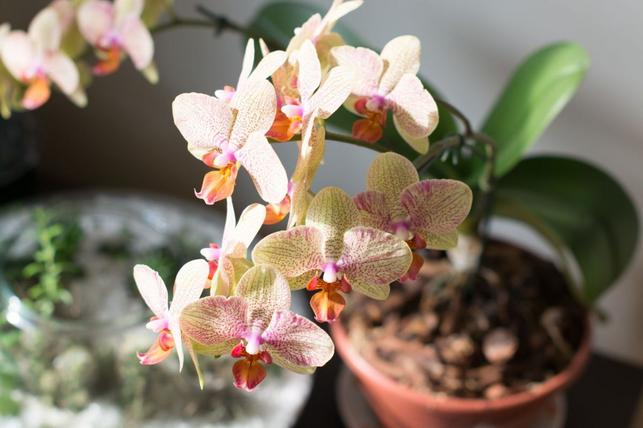 Orchidej rodu Phalaenopsis (Zdroj: Shutterstock)
