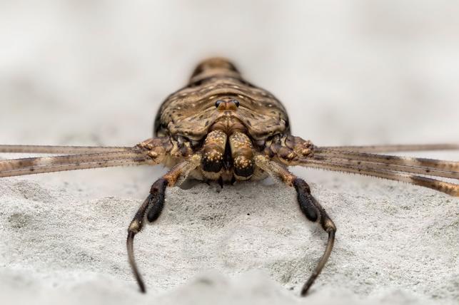 Sekáč rohatý (Zdroj: Shutterstock)