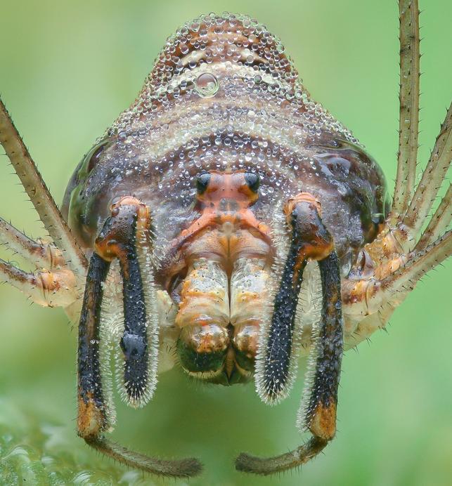 Sekáč rohatý (Zdroj: Shutterstock)