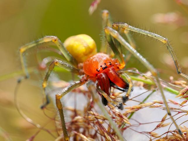Zápřednice jedovatá (Zdroj: Shutterstock)
