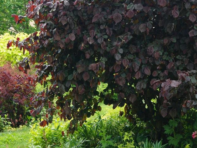 Corylus avellana 'Red Majestic' (Zdroj: Shutterstock)