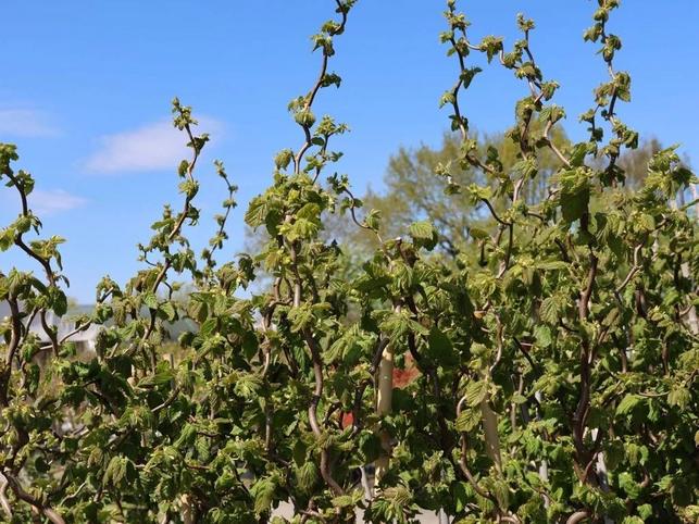 Corylus avellana 'Medusa' (Zdroj: Shutterstock)