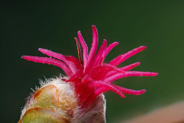 Líska obecná - makro drobounkého samičího květu (Zdroj: Shutterstock)