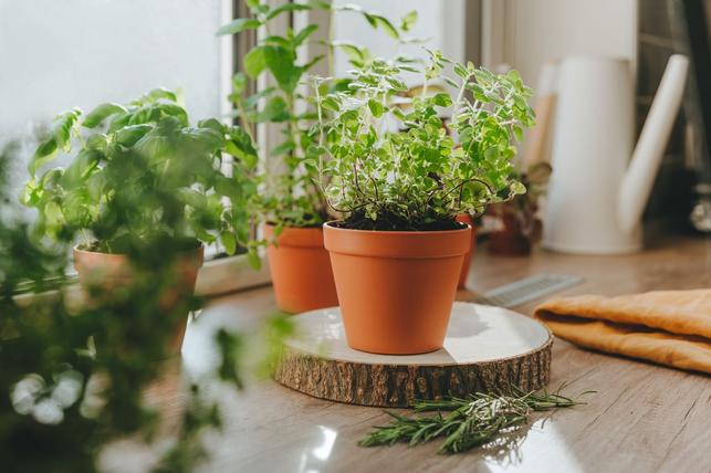 Bylinky na okenním parapetu (Zdroj: Shutterstock)