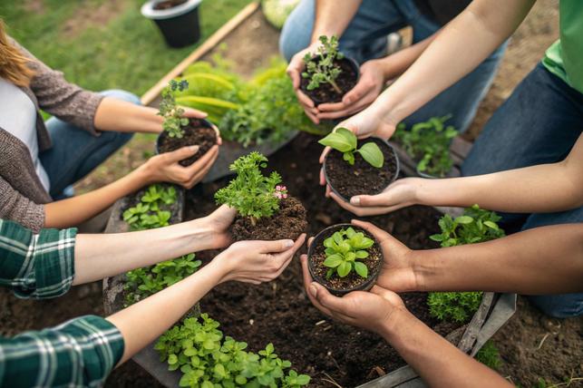 Přesazování bylinek (Zdroj: Shutterstock)