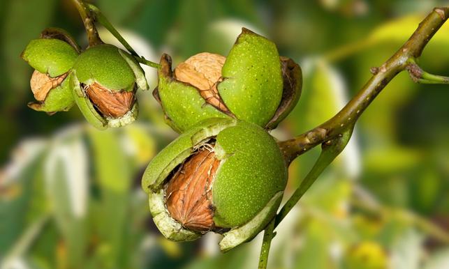 Ořešák královský (Zdroj: Shutterstock)