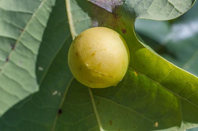 Duběnka (Zdroj: Shutterstock)
