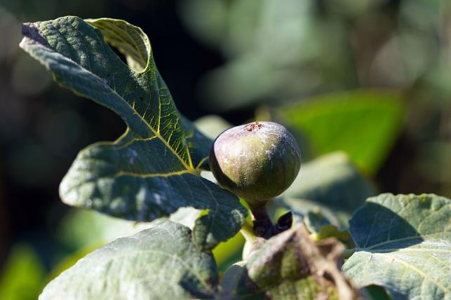 Ficus carica Hardy Chicago (Zdroj: Shutterstock)