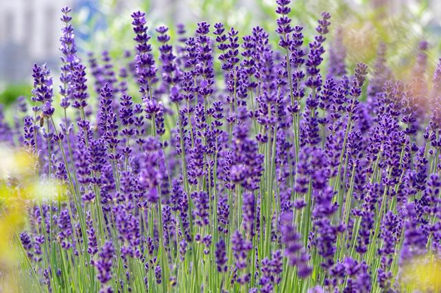 Levandule lékařská (Zdroj: Shutterstock)
