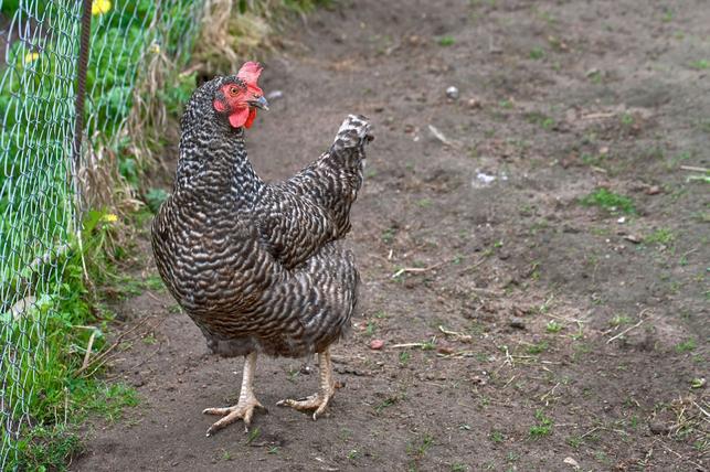 České plemeno Dominant (Foto: Shutterstock)