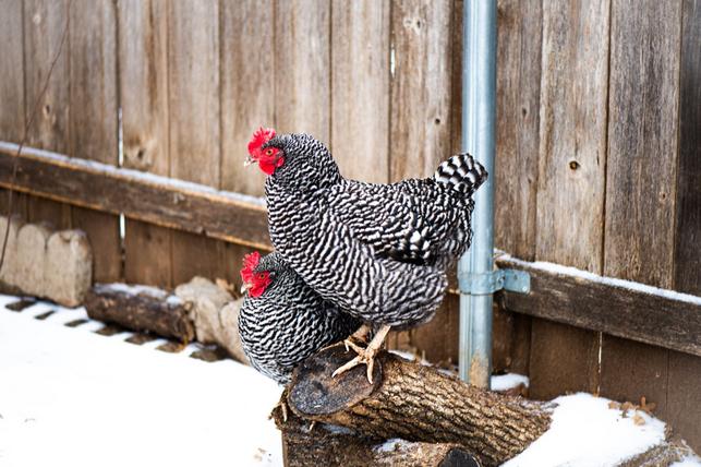 Plymutky (Foto: Shutterstock)