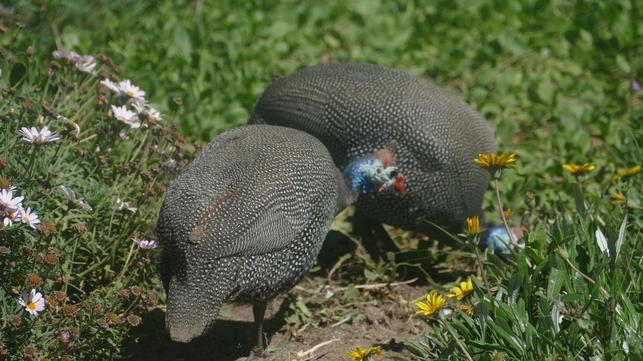 Perlička kropenatá (Foto: Shutterstock)