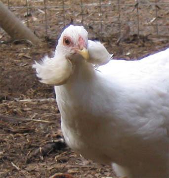 Araukanka (Zdroj: Wikipedie)