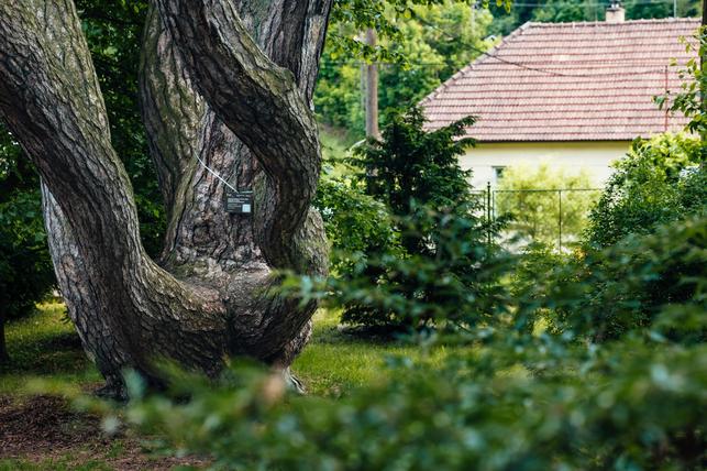 Opatovická borovice - nominovaný finalista soutěže o Strom čtvrtstoletí (Zdroj: Strom roku)