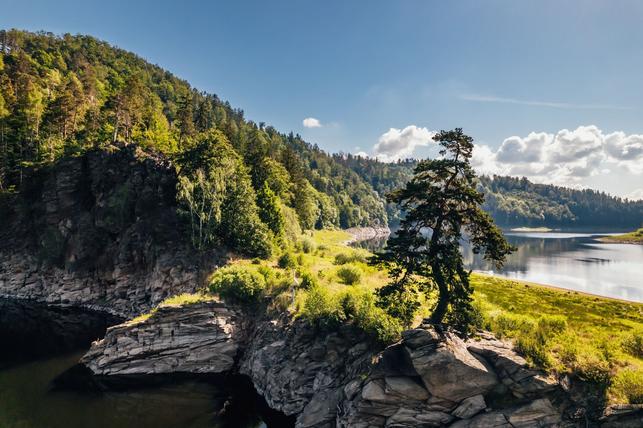 Chudobínská borovice - nominovaný finalista soutěže o Strom čtvrtstoletí (Zdroj: Strom roku)