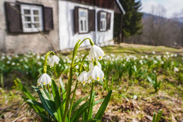 Stará zahrada (Zdroj: Shutterstock)