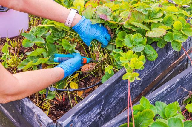 Podzimní řez jahodníků, pokud jste už radikální očistu neudělali po sklizni koncem léta (Zdroj: Shutterstock)