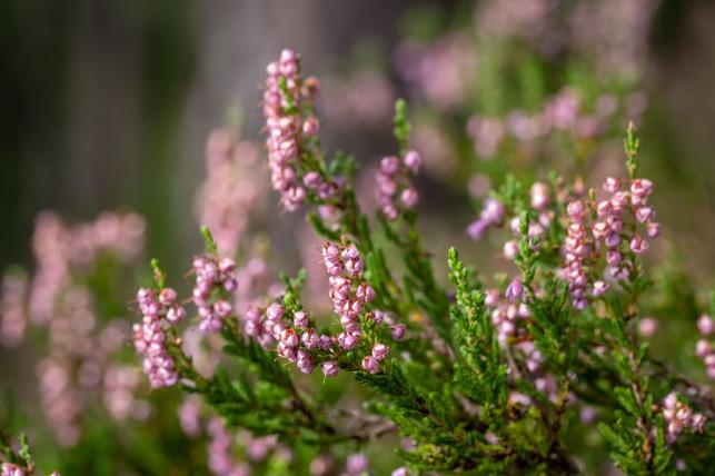 Vřes obecný (Zdroj: Shutterstock)