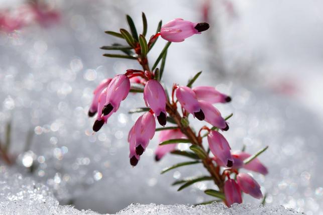 Vřesovec pleťový (Zdroj: Shutterstock)