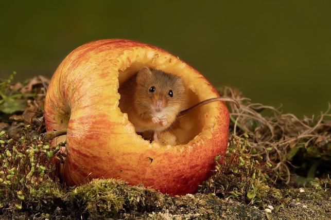 Hra o jablko (Zdroj: Shutterstock)