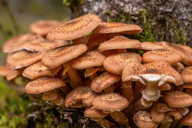 Václavka obecná (Zdroj: Shutterstock)