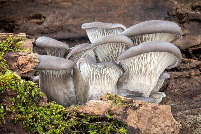 Hlíva ústřičná (Zdroj: Shutterstock)