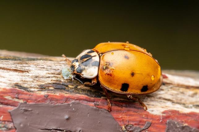 Slunéčko východní (Zdroj: Shutterstock)