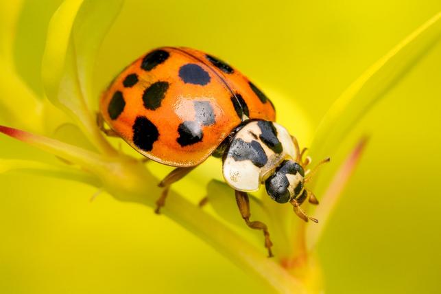 Slunéčko východní (Zdroj: Shutterstock)