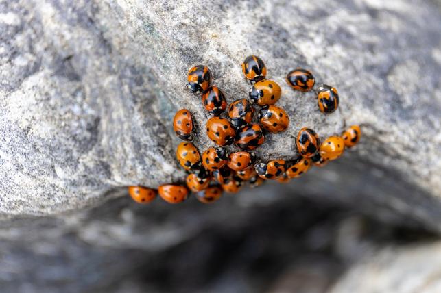 Slunéčko východní (Zdroj: Shutterstock)